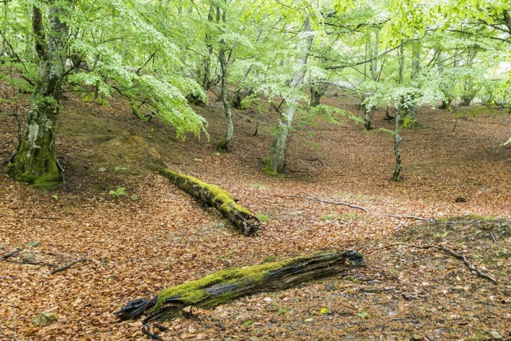 Los Molinos - Atico En Montana De Asturias Felechosa Eksteriør bilde
